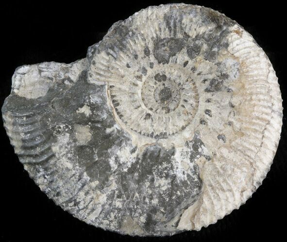 Wide Kosmoceras Ammonite - England #42663